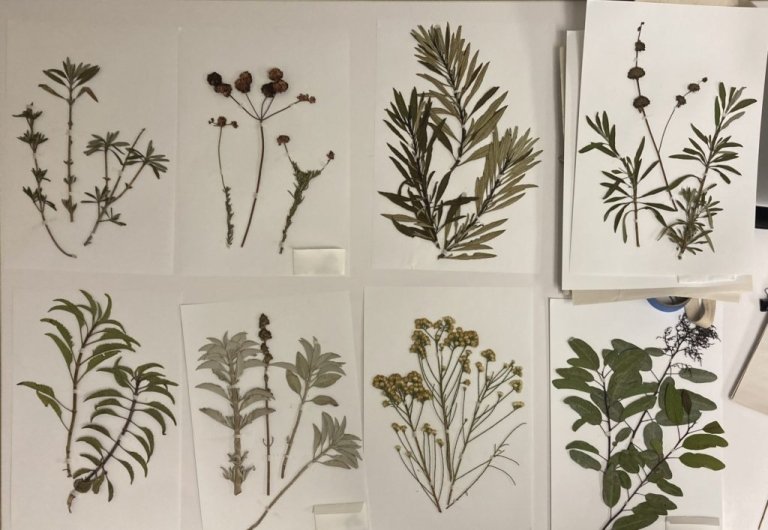 Pressed and mounted plant specimens collected from the Outback