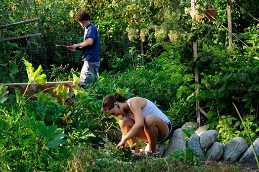 A photo of two students working in a verdant student garden