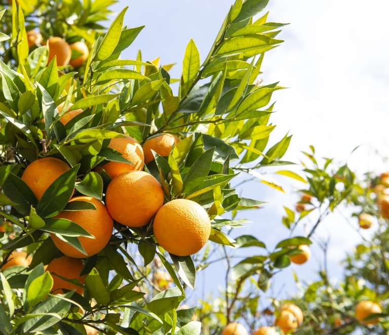 orange field