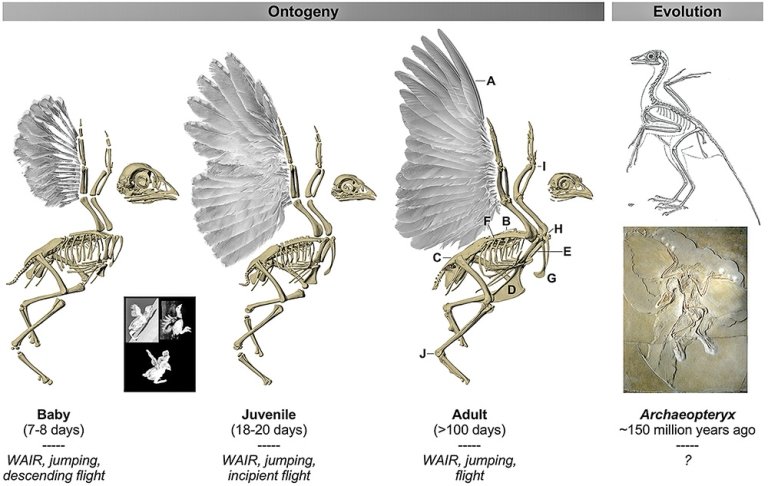 A figure from a 2021 paper by Ashley Heers showing the process by which birds grow wings and their evolutionary antecedents