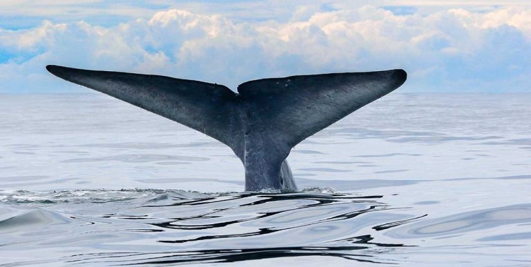 close up of a whale tail emerging from the ocean water