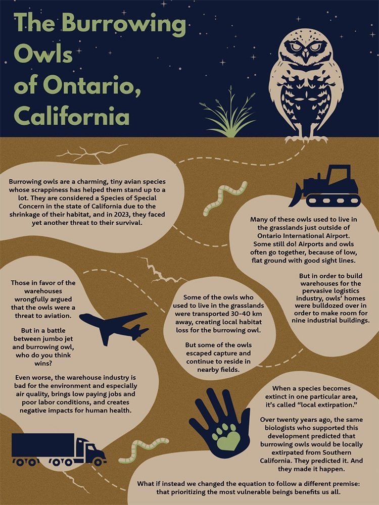 An infographic discussing the local extinction of burrowing owls in Ontario, California