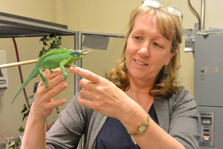 Professor Marion Preest lifts a lizard out of a terrarium