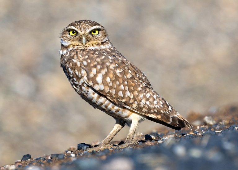 A Western Burrowing Owl