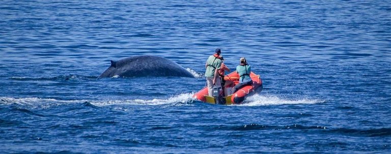 a team of researchers on a small boat observe a swimming whale