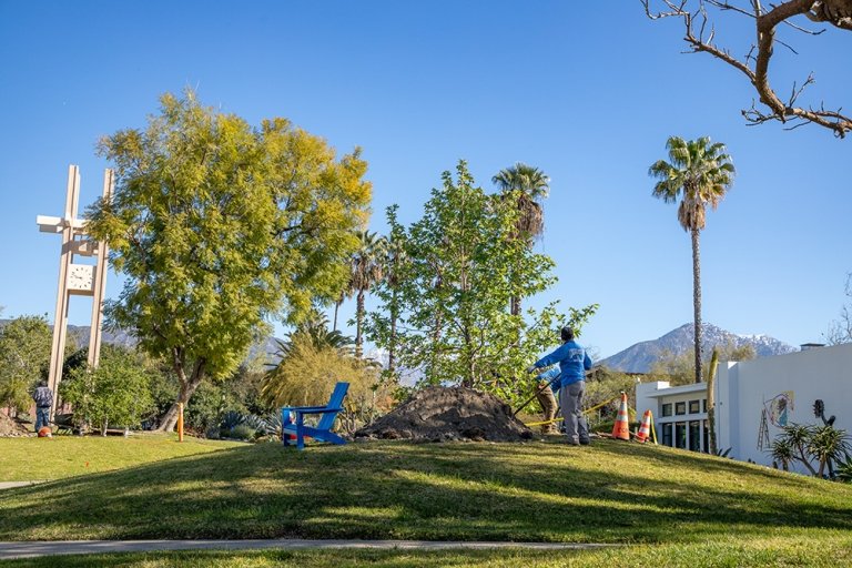 A worker helps plant a tree on the Mounds