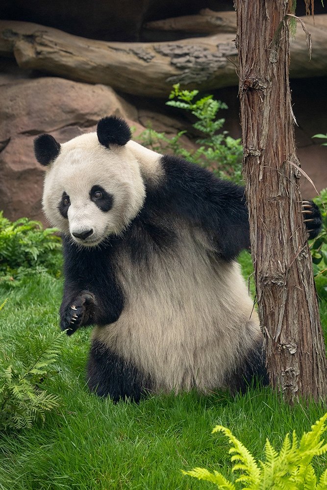 Xin Bao, a panda at the San Diego Zoo