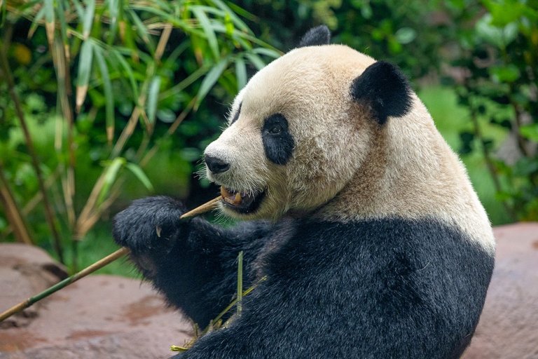Yun Chuan, a panda at the San Diego Zoo
