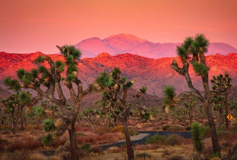 sunset view of joshua tree national park