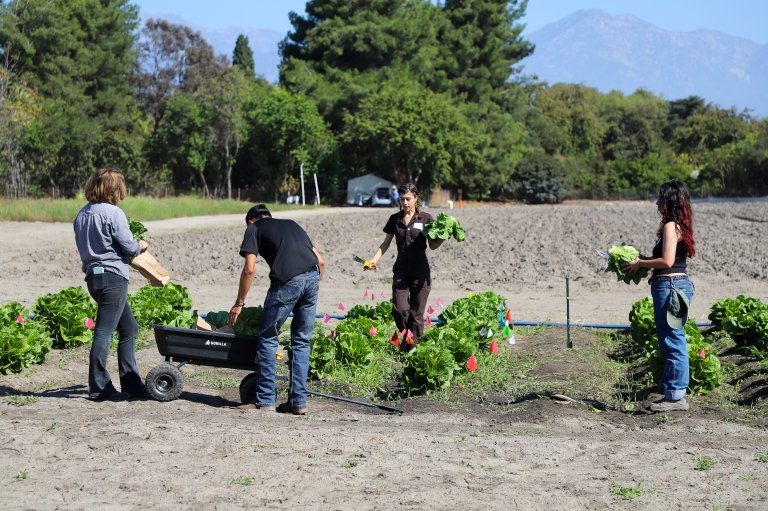 Students harvest lettuce at Spadra Farm site
