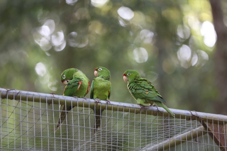 Parrots at the Firestone Center