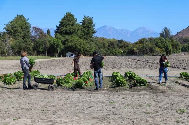 students walk among rows of lettuce