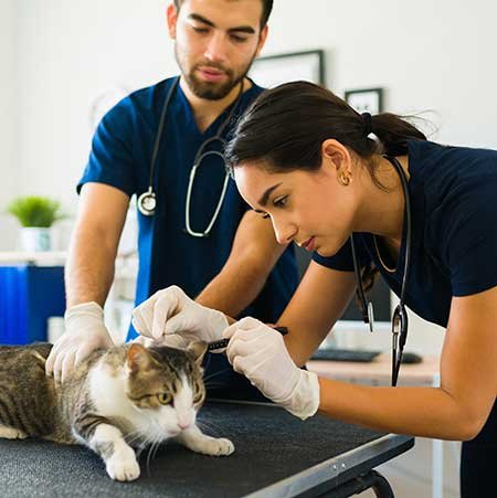 a student vet examines a cat while another students holds it on the table