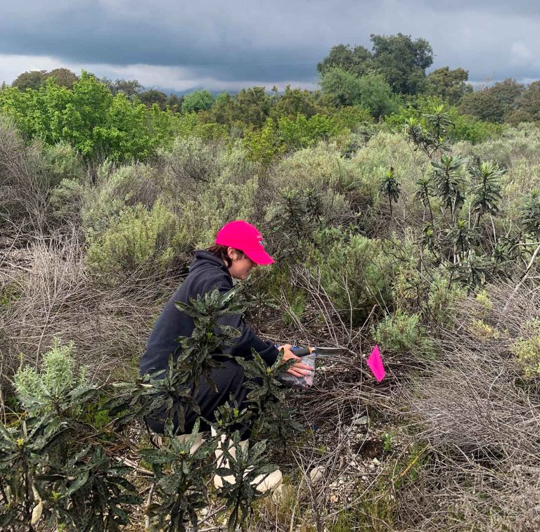 a student in a red hat conducts research in a scrub field. 