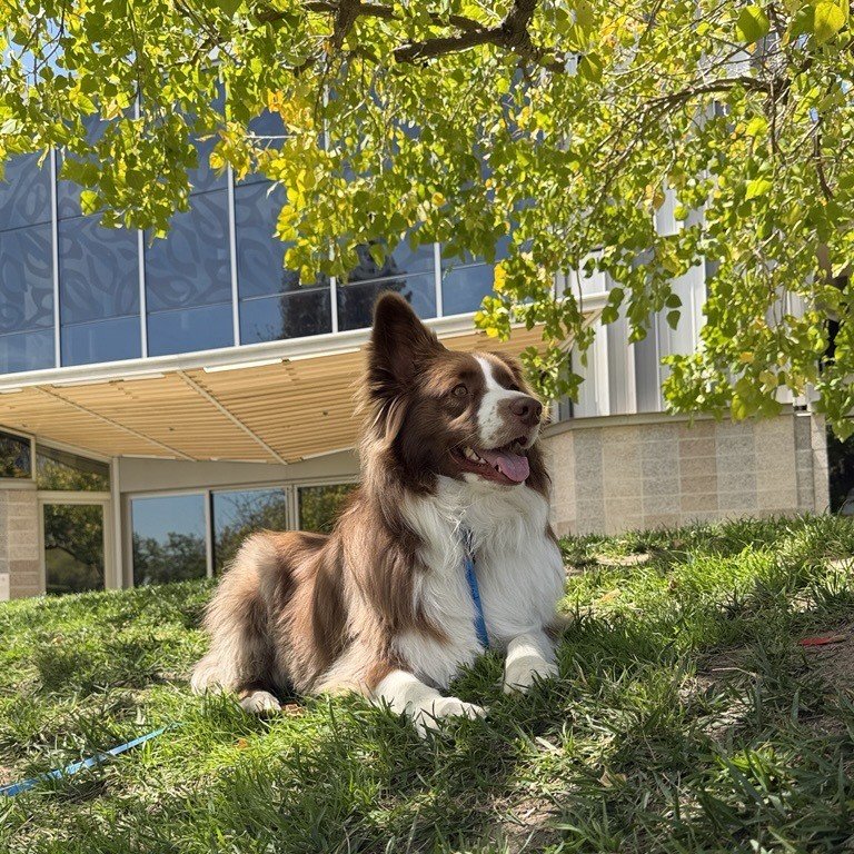 a brown and white dog sitting on the grass under the shade of a tree with a building in the background