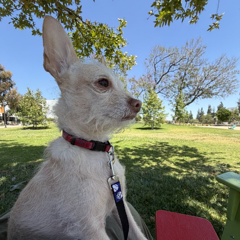 a small white dog with one ear up sitting on the grass looking off to the side