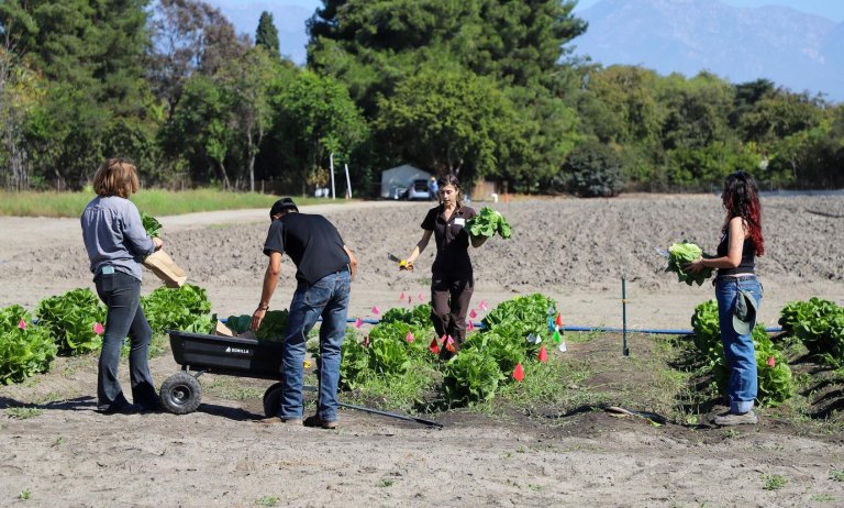 students working on the crops at Spadra farm