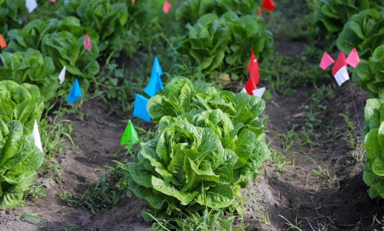 lettuce plants growing under the solar panels