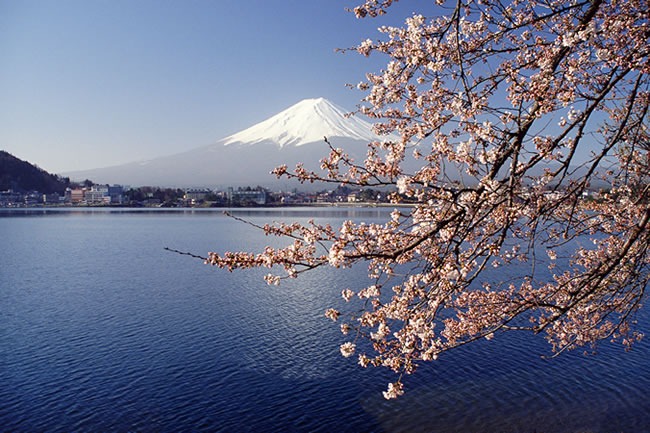 Cherry blossoms with Mount Fuji, Japan