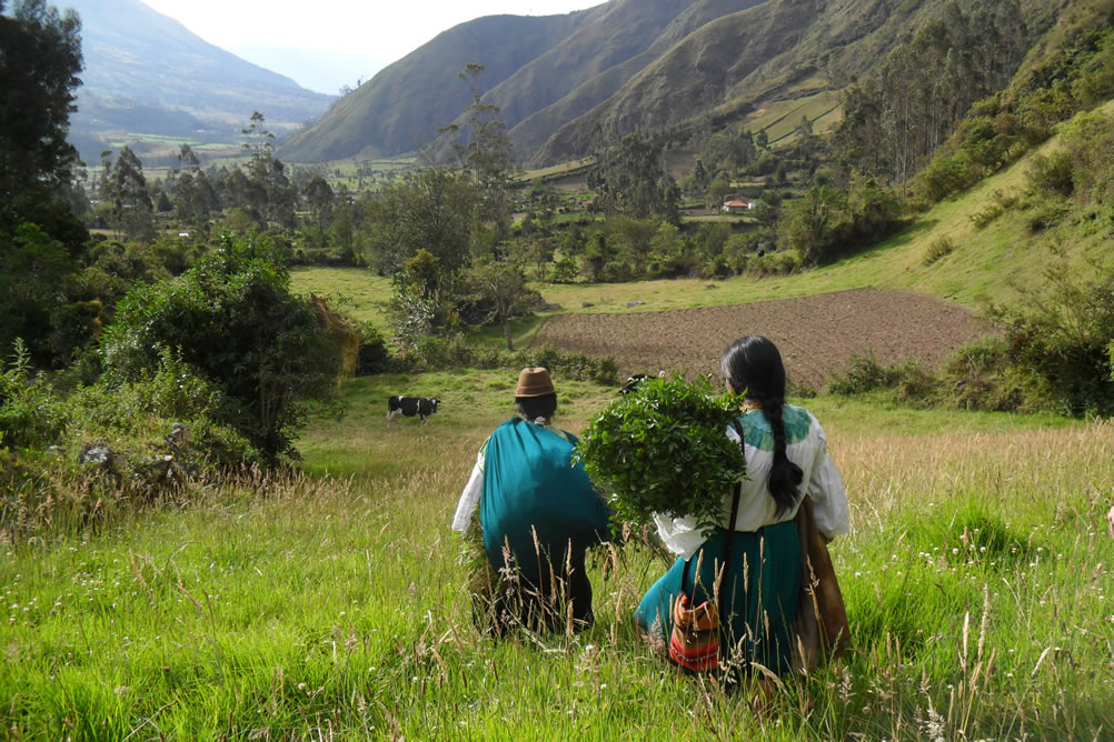 Nepalese women walk through a field.