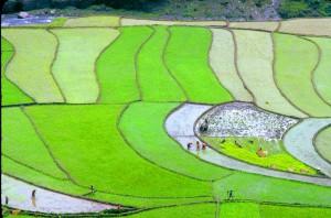 Rice Paddies in Pokhara, Nepal